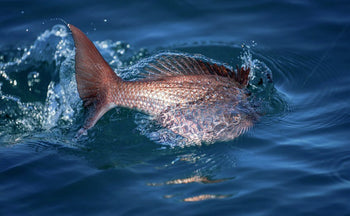 All Fishing